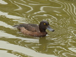 FZ030298 Duck.jpg